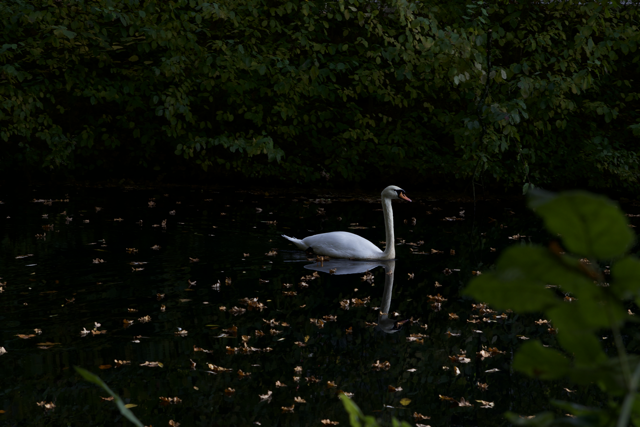 Swan swimming on dark water before photo